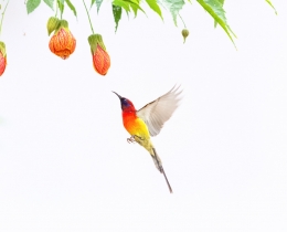 甜蜜的方向