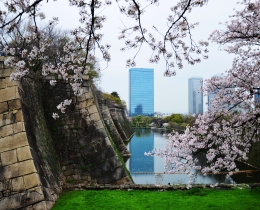 大阪城樱花