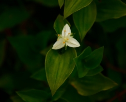 小花