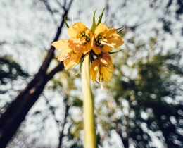 Fritillary