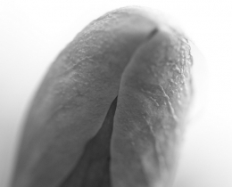 花非花