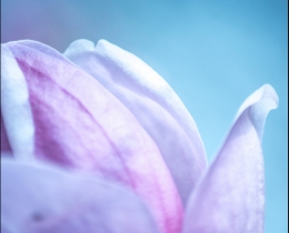 花非花
