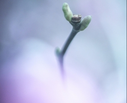 花非花