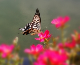 蝶恋花