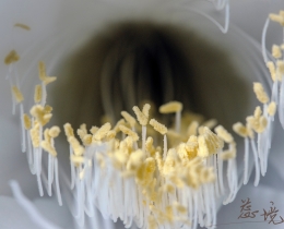 昙花花蕊