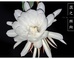 昙花一现