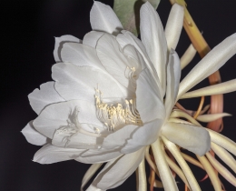 昙花一现