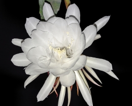 昙花一现