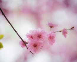 樱花