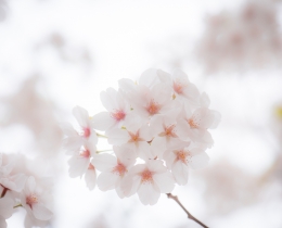樱花