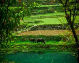 田园