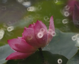 莲韵