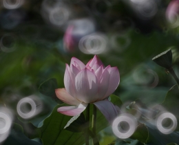 莲