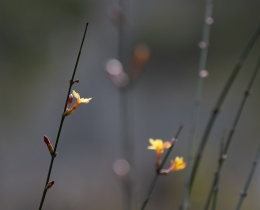 迎春花开