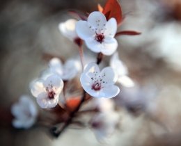 雾里看花