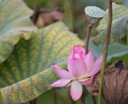 荷