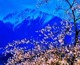 桃花与雪山