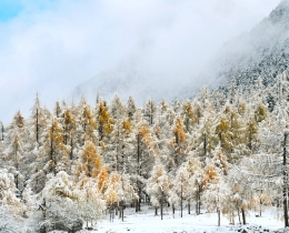 雪韵