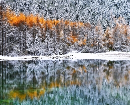 雪中秋影