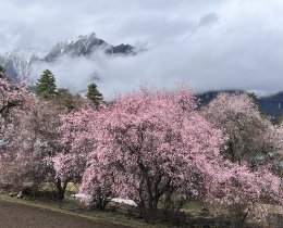 云中桃花