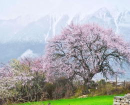 雪山与桃花