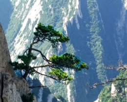 华山松