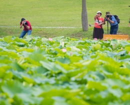 又是一年荷花季