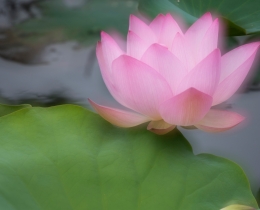 朦胧