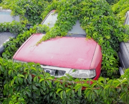 绿漫漫
