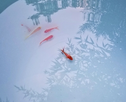 鱼翔浅底1