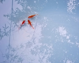 鱼翔浅底2