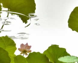 夏雨荷