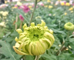 菊花系列