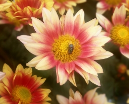 菊花系列