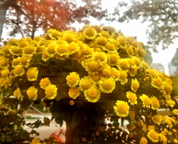 菊花系列