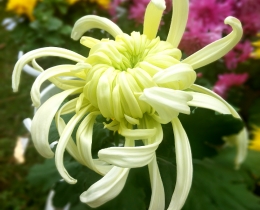 菊花系列