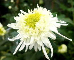菊花系列