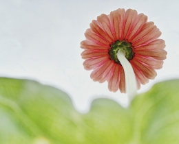 花儿