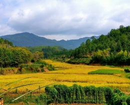 希望的田野