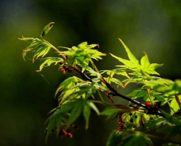 植物
