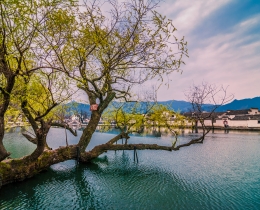 水面古树