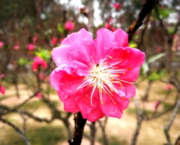 桃花开