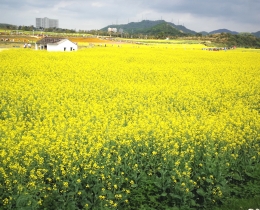 油菜花海