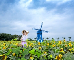 夏雨向日葵