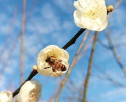 蜜蜂