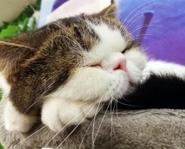 小酣