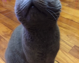 我家蓝莓