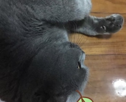 我家蓝莓