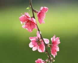 《春花烂漫》