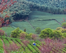 茶山深处